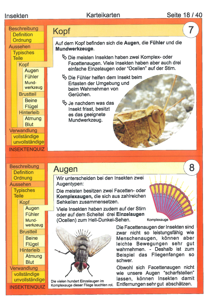 Insekten Insekten