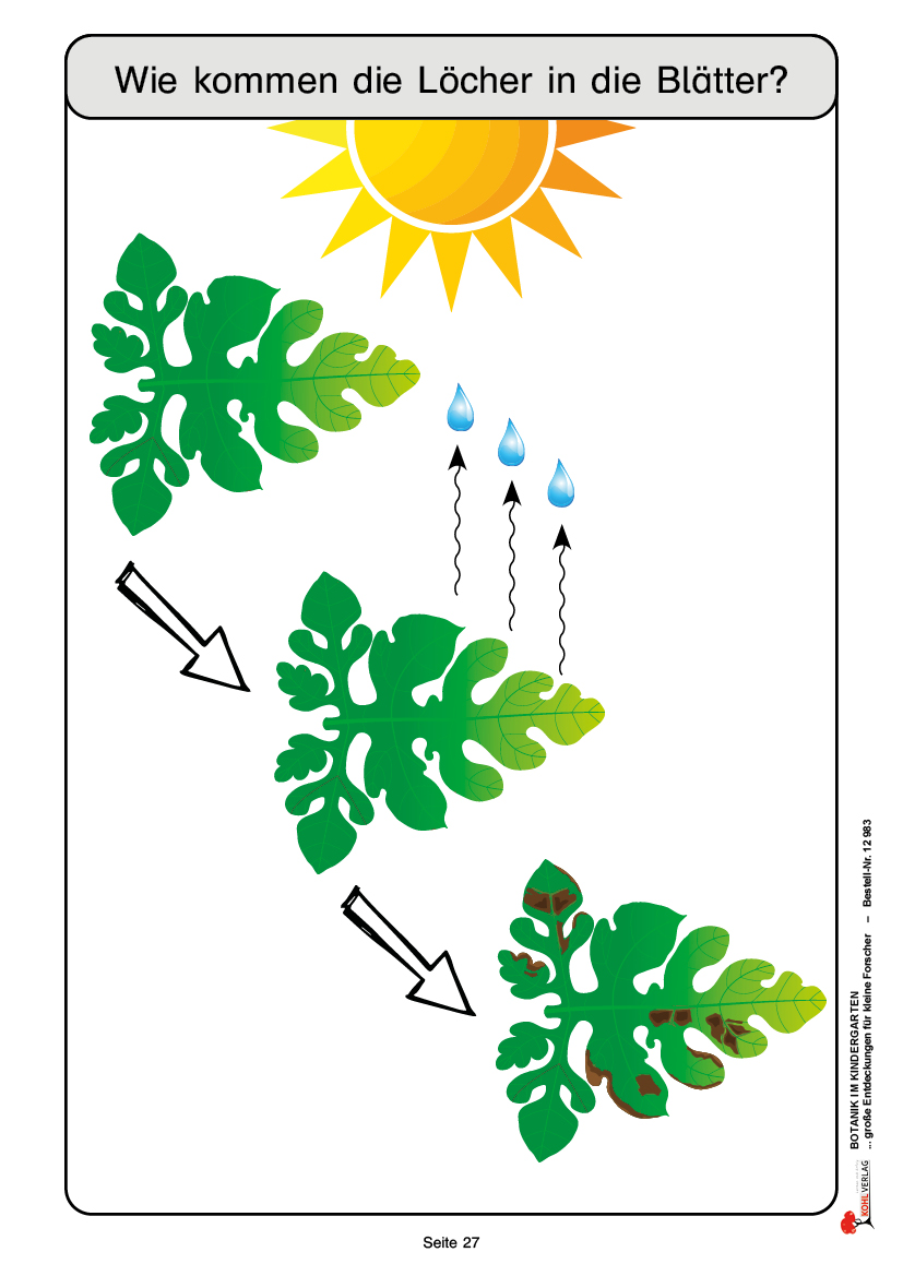 Botanik im Kindergarten