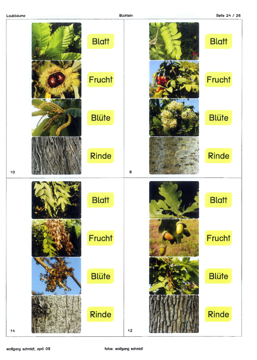 Laubbäume Laubbäume