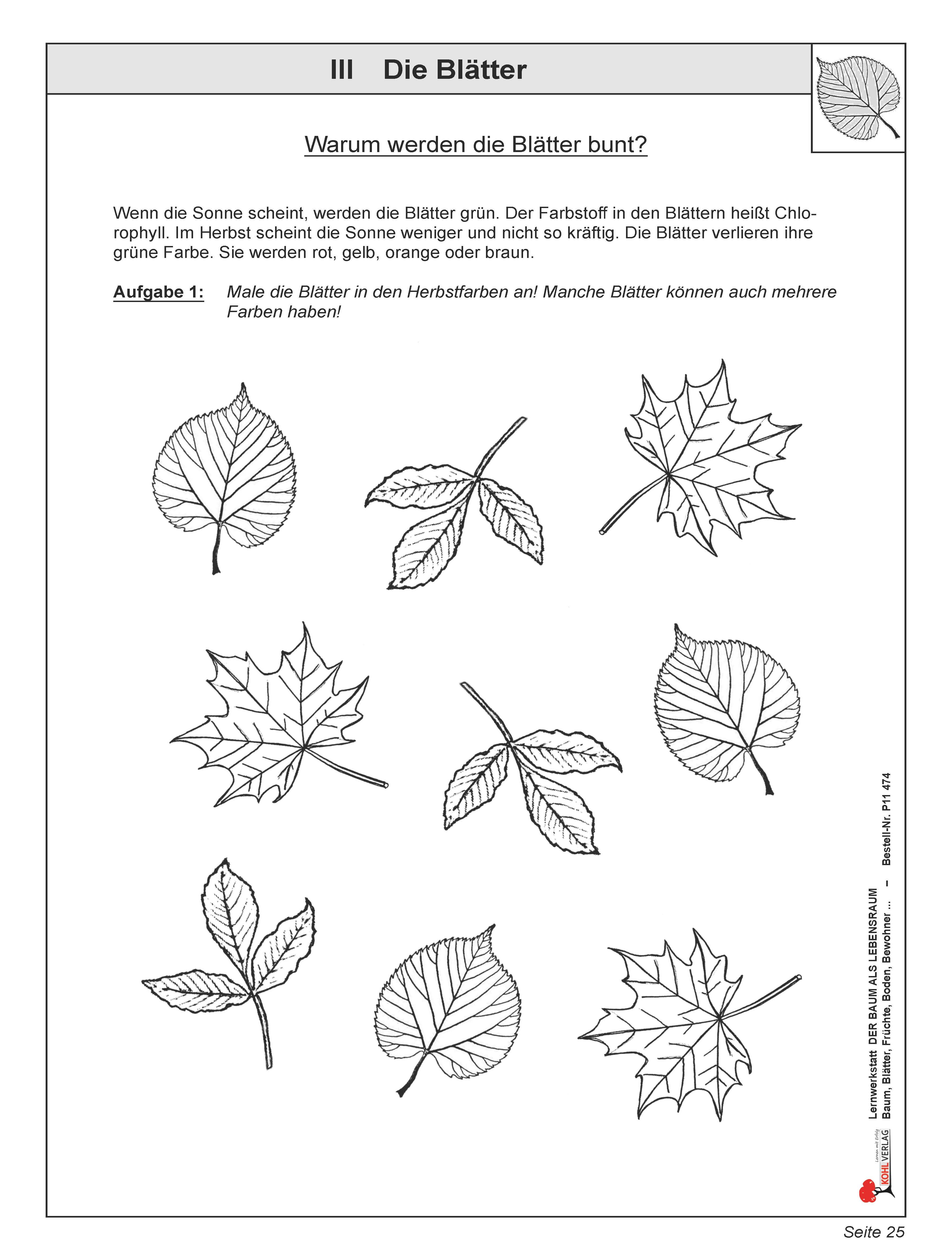 Lernwerkstatt: Die Blätter