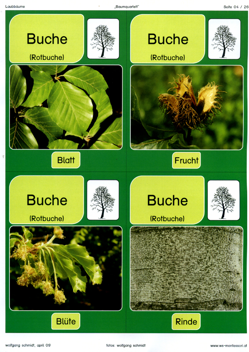 Laubbäume Laubbäume