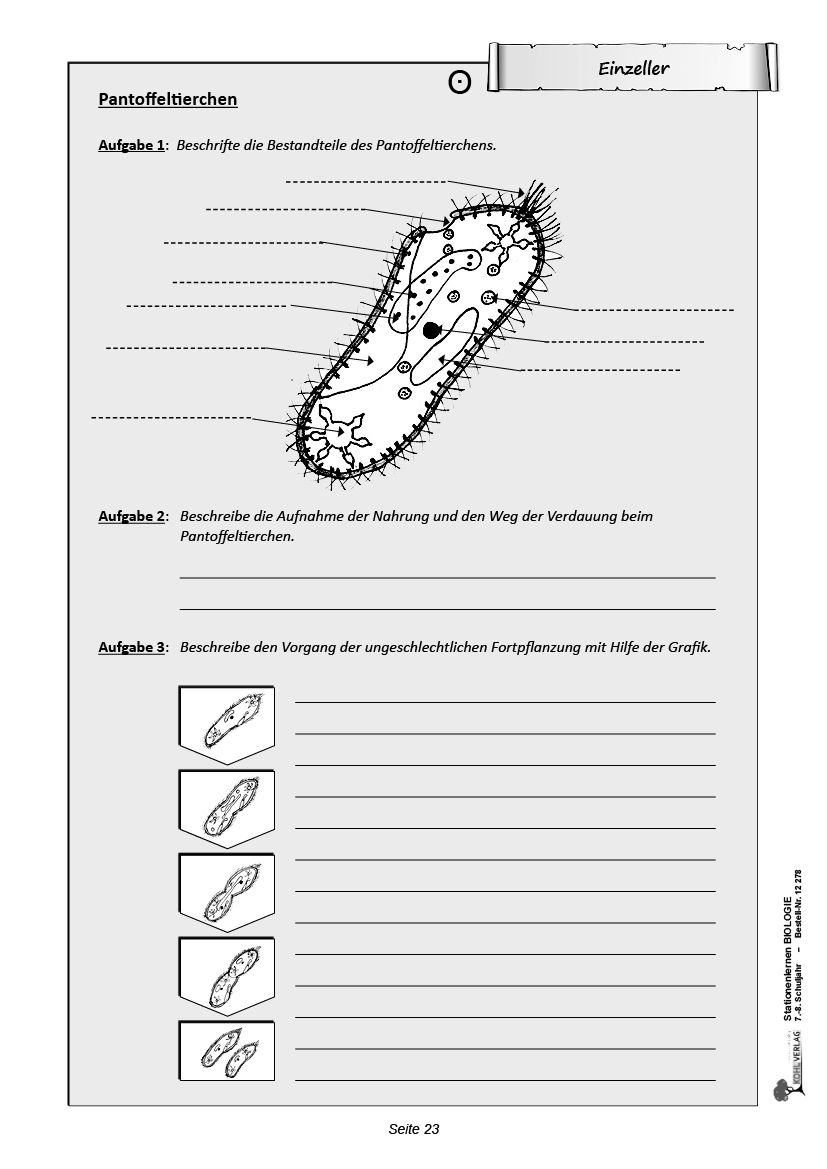 Stationenlernen Biologie 7/8
