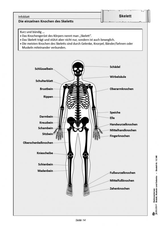 Aufbau Knochen 5. Klasse Arbeitsblätter Stationenlernen Skelette, Muskeln & Gelenke