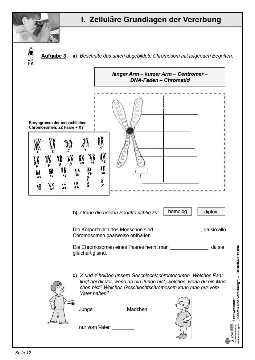 Vom Gen Zum Merkmal Arbeitsblatt Lösung Lernwerkstatt Genetik und Vererbung - Zelluläre Grundlagen - Vom Gen