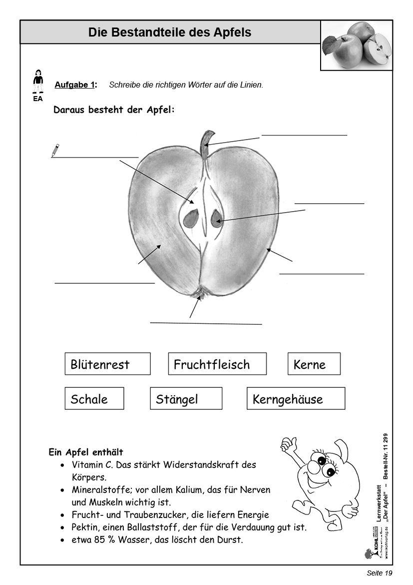 Lernwerkstatt Der Apfel - Die gesunde Frucht unter der Lupe