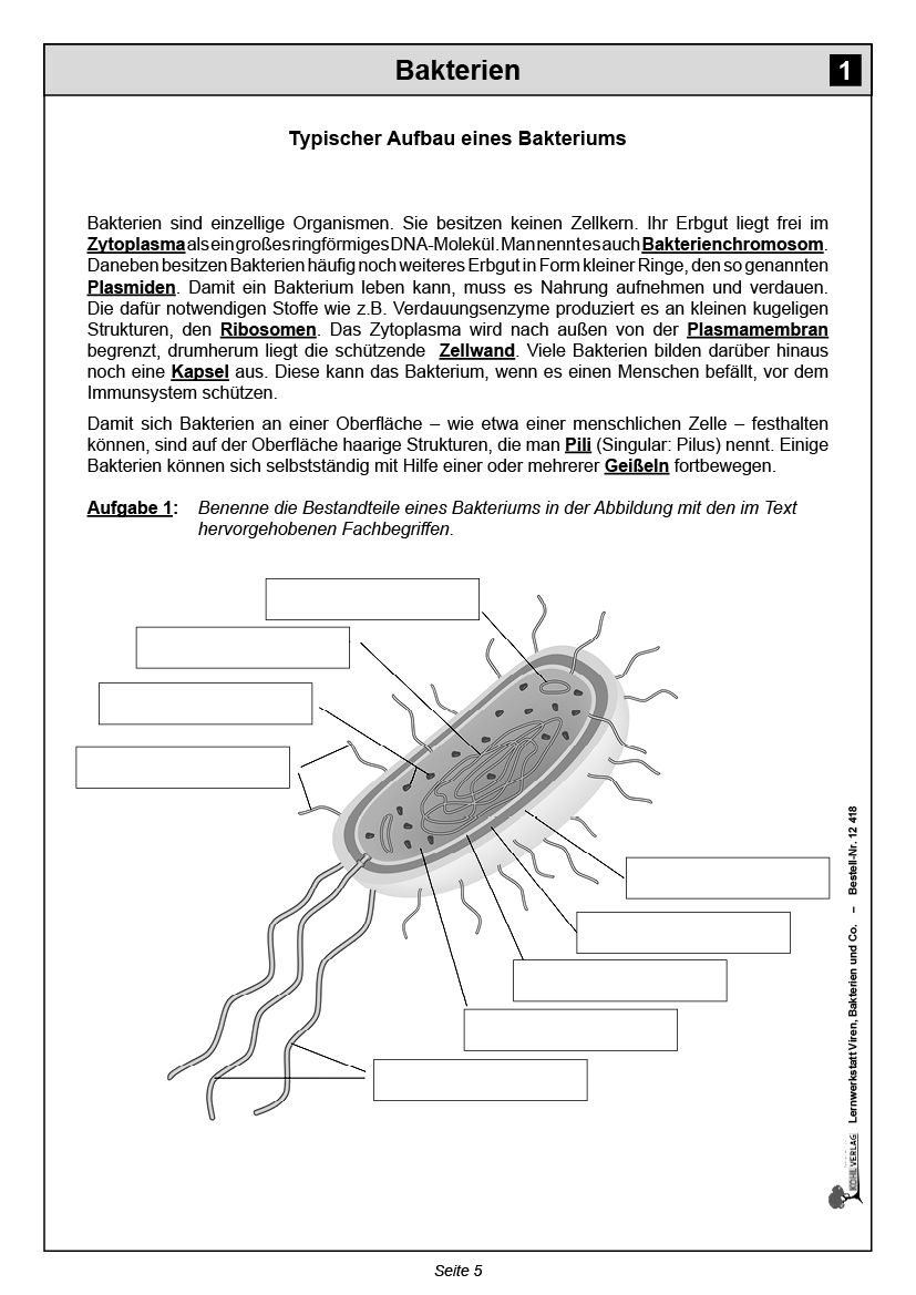 Bakterien Und Viren Arbeitsblatt Lösungen Lernwerkstatt Viren, Bakterien & Co